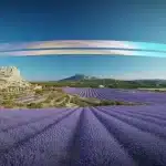 Peinture de paysage en Provence ensoleillée, lavande et oliviers