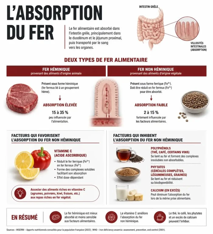 Infographie sur l'absorption du fer et les aliments riches en fer